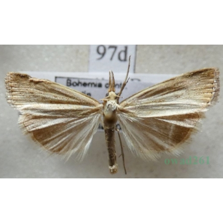 Agriphila straminella (Denis & Schiffermüller, 1775) Wachlarzyk słomkowy Czech97d